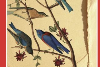 שיעורים בפיתוח קול דורית רביניאן