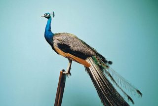 tavas_behadar_madregot_master